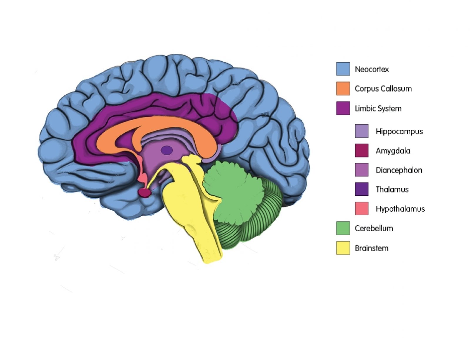 Brain diagram labelled2